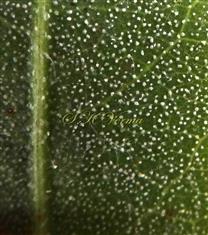  Leaf - Chalk Glands